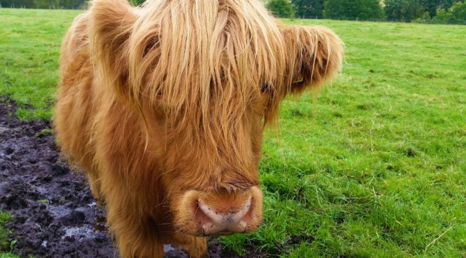Coos, trees, stones and Scotch