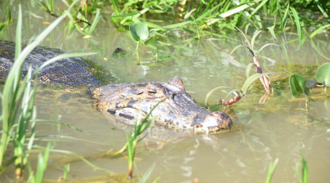 Brazil- Touring the Pantanal