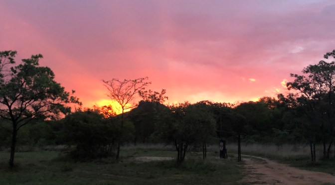 The Unbridled African Bush